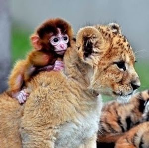 Meet your Posher, Emory spirit